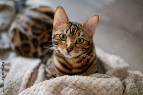 Obraz na plátně Bengal cat with striking green eyes looking at camera from a soft blanket