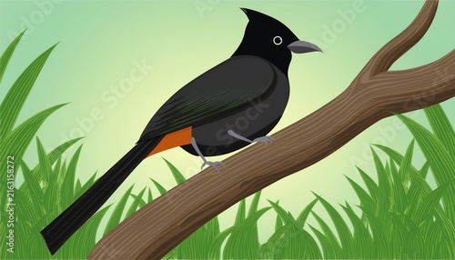 racquet tailed treepie