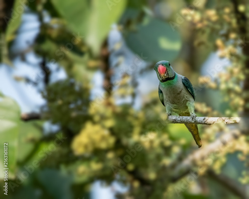 Cuadro en lienzo A malabar Parakeet