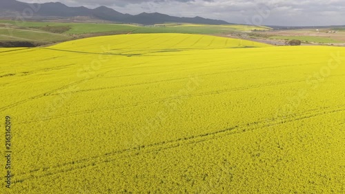 Aerial of bright yellow fields, canola