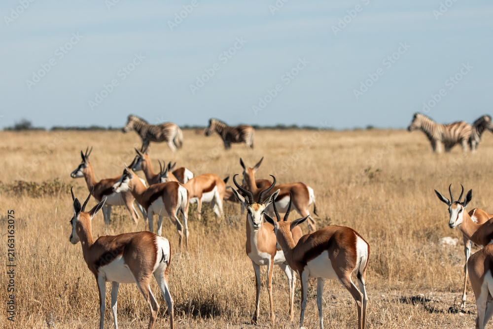 Naklejka premium Springboks and zebras grazing in dry African savanna