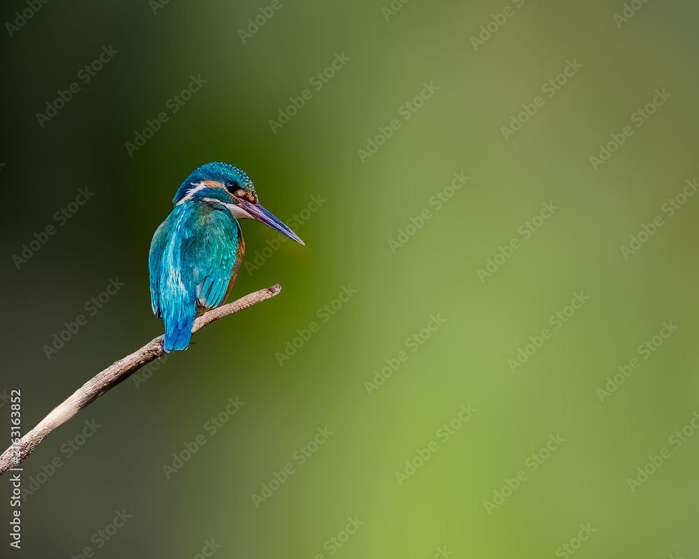 Obraz premium A Common Kingfisher