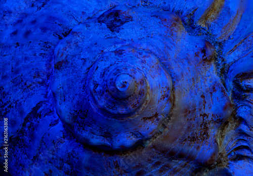 Foto Macro closeup of a spiral seashell