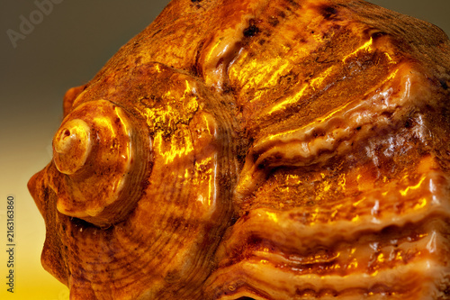 Macro view of textured brown seashell with gold highlights