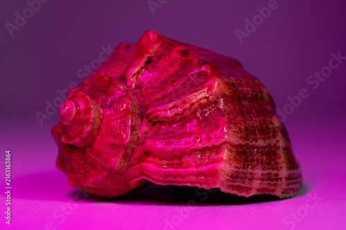 A close-up view of a textured seashell positioned centrally on a solid background, illuminated by intense magenta lighting that casts a shadow to the left.
