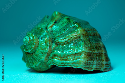 Centered spiral seashell with visible ridges resting on a flat surface, illuminated by a strong cyan light creating bright highlights and deep shadows.