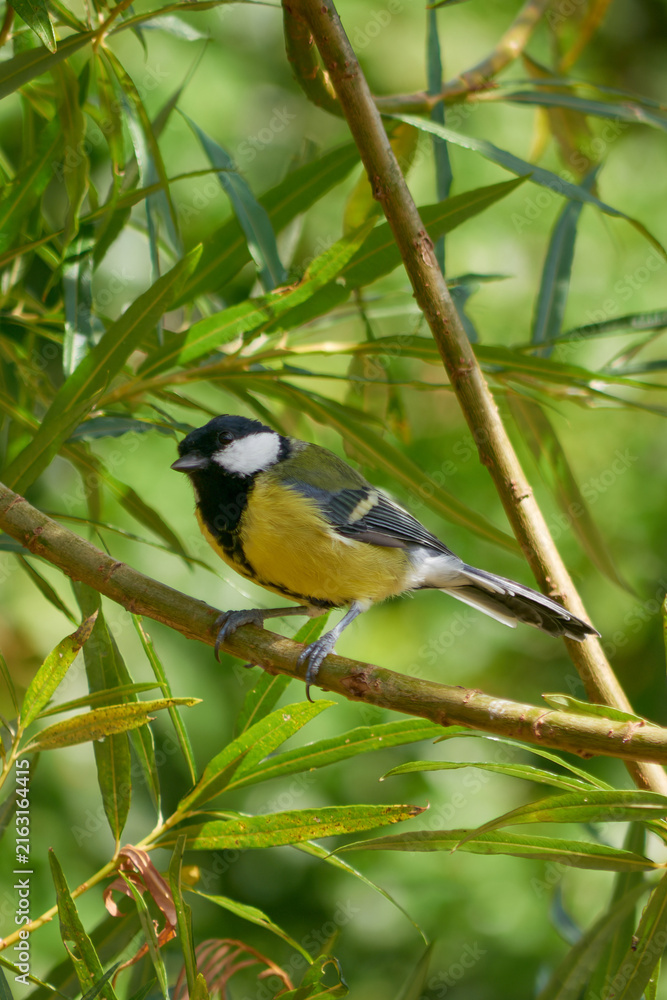 Fototapeta premium Great Tit, (Parus major) at rest in sun