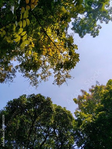 Canvas Print Low angle view looking up at a lush green tree canopy against a clear blue sky
