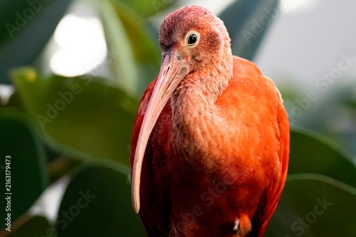 Bild auf Leinwand The Scarlet Ibis (Eudocimus ruber).