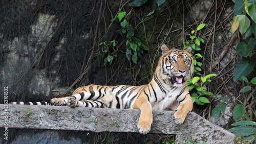 Canvas Print Indochinese tiger lying down on a stone ledge in a natural habitat