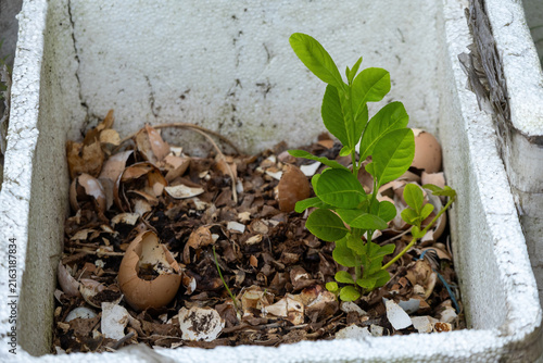 Young green lemon plant growing in styrofoam box with crushed eggshell fertilizer. Organic urban home gardening using recycled container and natural compost.