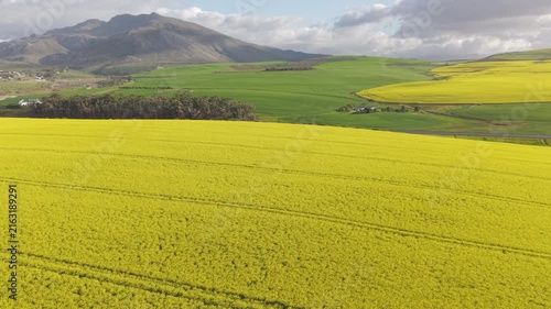 Aerial of bright yellow fields, canola