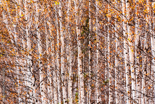 Foto White birch trees with yellow leaves in autumn forest