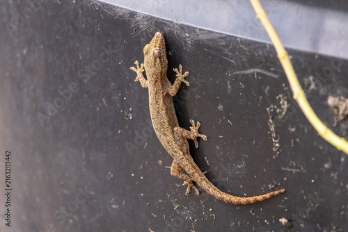 Small house gecko lizard clinging tightly to dark smooth plastic surface outdoors. Useful for pest control services, reptile wildlife study, and biology education.