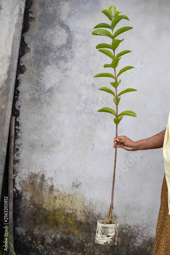 Young guava tree sapling growing in plastic polybag held by human hand. Perfect for fruit plant nursery, agricultural plantation, and gardening setup.