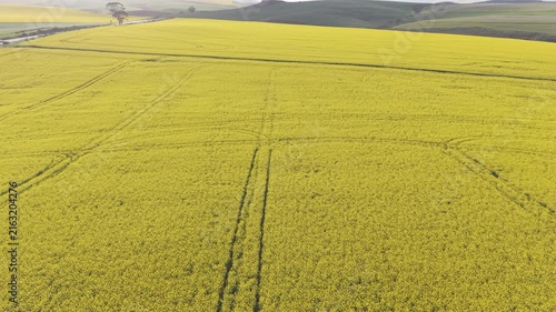 Aerial of bright yellow fields, canola
