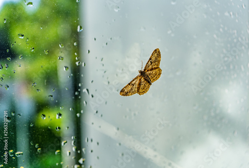Night butterfly on the glass