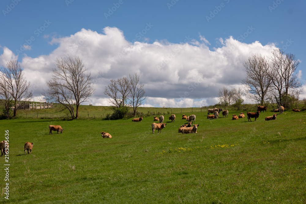 Photography cows in the field