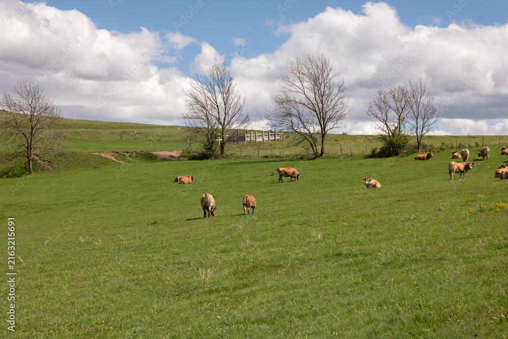 Photography cows on a meadow