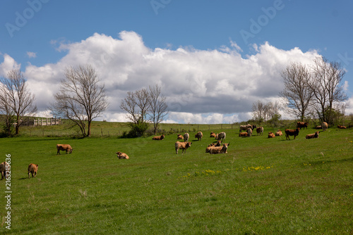 cows in the field