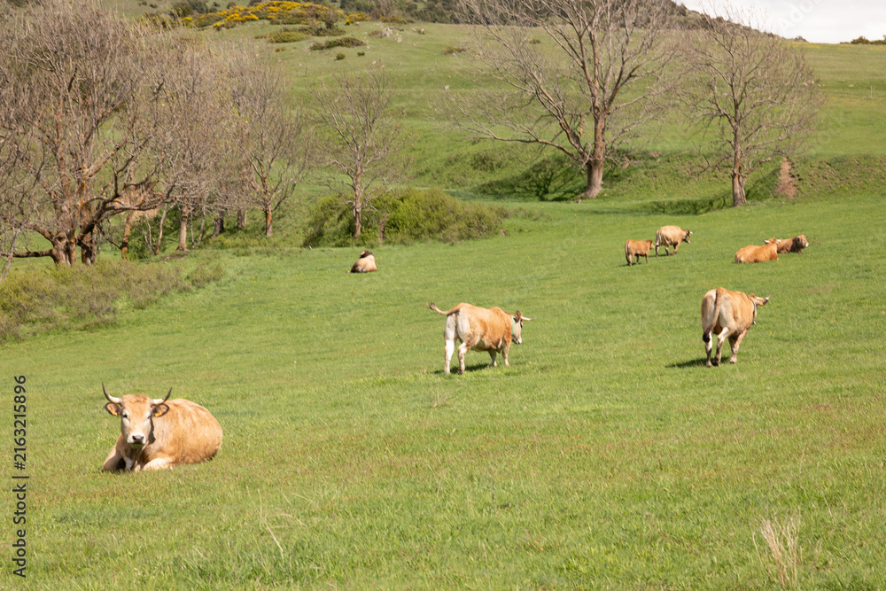 Фотография cows grazing in a field