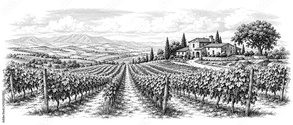Naklejka premium Vineyard landscape with Tuscan villa and rolling hills in detailed sketch style