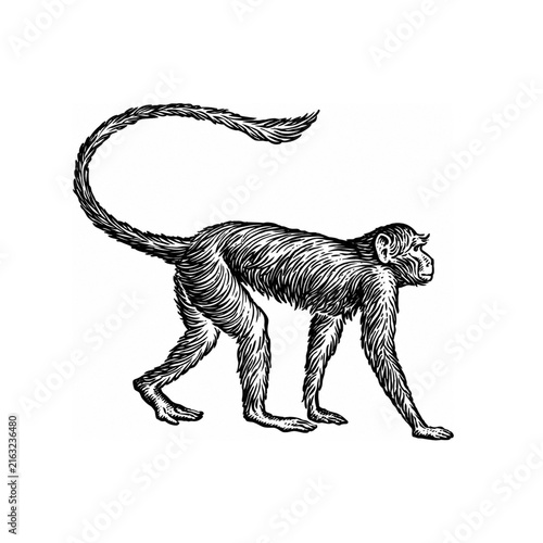 Canvas Print walking monkey