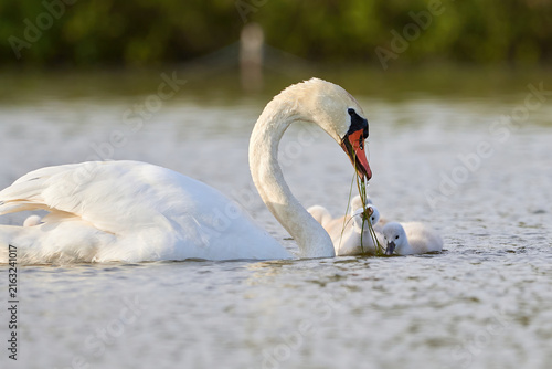 Fotografie Mute Swans with cygnets on a lake eating vegetation ( Cygnus Olor )