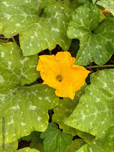  bright yellow pumpkin flower in the garden