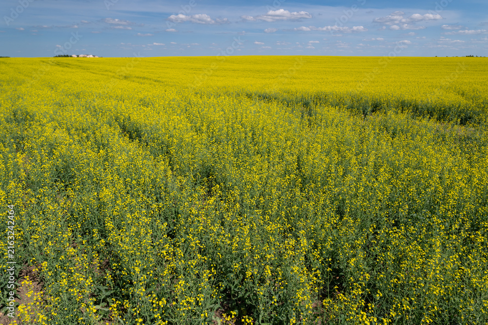 Fototapeta premium Vibrant fields of canola bloom under a bright sky in the heart of springtime showcasing nature's golden beauty in full glory