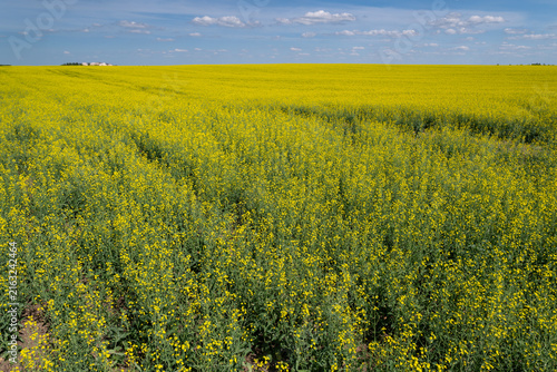 Vibrant fields of canola bloom under a bright sky in the heart of springtime showcasing nature's golden beauty in full glory