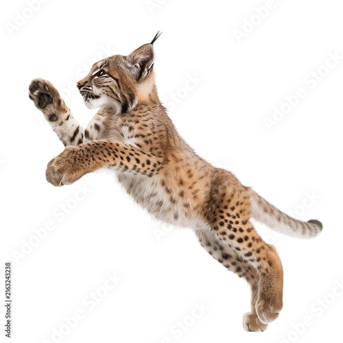 Jumping lynx kitten playing isolated on transparent background PNG element