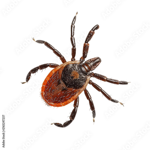 Red and black adult tick vector image isolated on transparent background png element