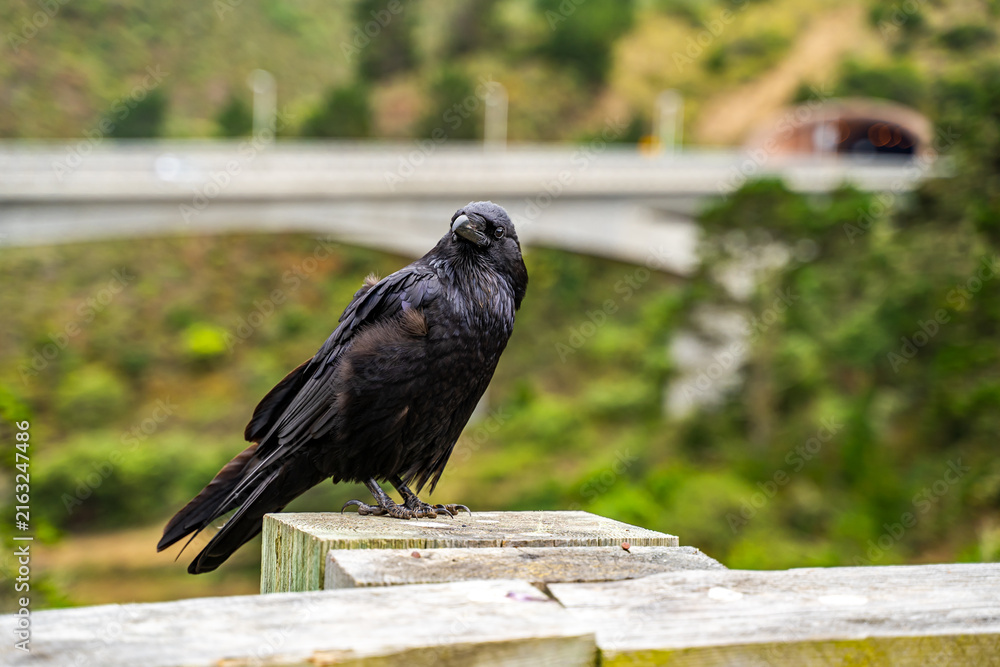Naklejka premium Common Raven (Corvus corax) Perched on a Fence