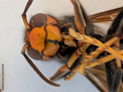 Extreme macro close-up of the head of an Asian hornet (Vespa velutina), highlighting the compound eyes, mandibles, facial markings and fine body hairs. Detailed entomological view of invasive hornet