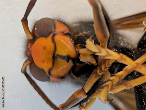 Extreme macro close-up of the head of an Asian hornet (Vespa velutina), highlighting the compound eyes, mandibles, facial markings and fine body hairs. Detailed entomological view of invasive hornet
