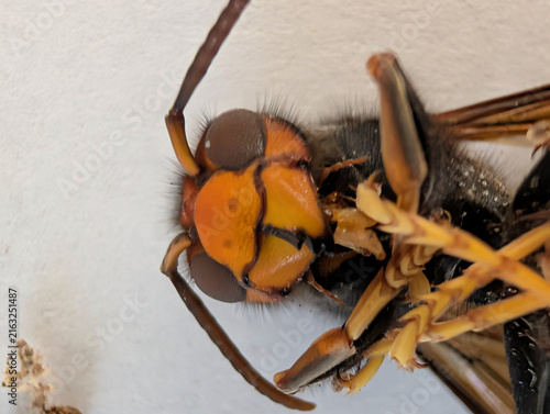 Extreme macro close-up of the head of an Asian hornet (Vespa velutina), highlighting the compound eyes, mandibles, facial markings and fine body hairs. Detailed entomological view of invasive hornet