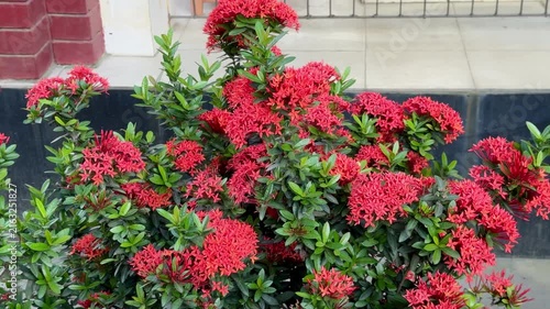 Bright Red Ixora Bush Blooming Outside