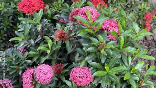 Vibrant Pink Ixora Flowers Blooming in Garden