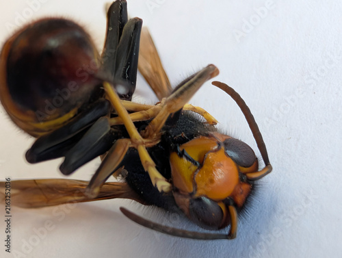 Extreme macro close-up of the head of an Asian hornet (Vespa velutina), highlighting the compound eyes, mandibles, facial markings and fine body hairs. Detailed entomological view of invasive hornet