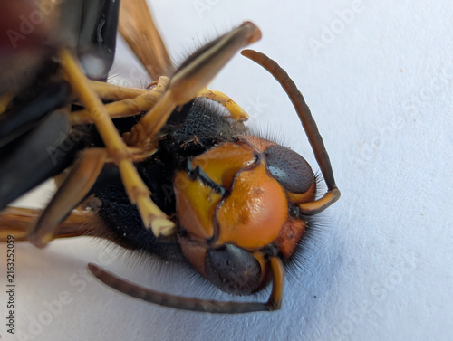 Extreme macro close-up of the head of an Asian hornet (Vespa velutina), highlighting the compound eyes, mandibles, facial markings and fine body hairs. Detailed entomological view of invasive hornet