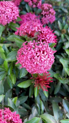 Vibrant Pink Ixora Flowers Blooming in Garden