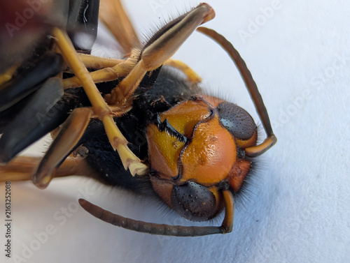 Extreme macro close-up of the head of an Asian hornet (Vespa velutina), highlighting the compound eyes, mandibles, facial markings and fine body hairs. Detailed entomological view of invasive hornet