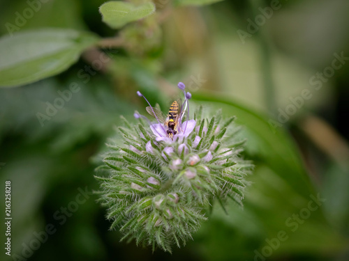 Bee on leaves