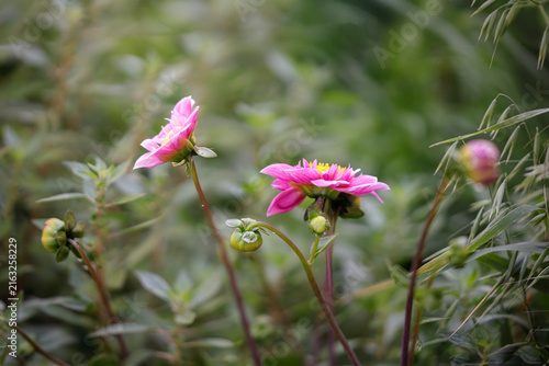Beautiful pink dahlia
