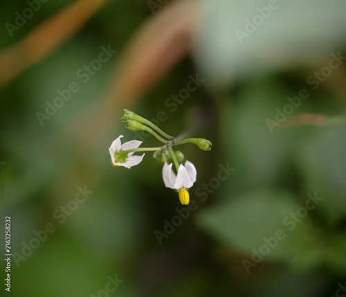 Small autumn spring flowers