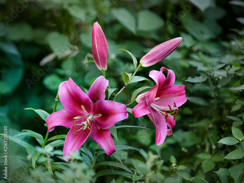 Tree lily - Robina - Lilium - Bright pink flowers
