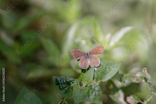 Tiny summer butterfly