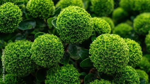 Spherical green foliage clusters, Round clusters of green leaves