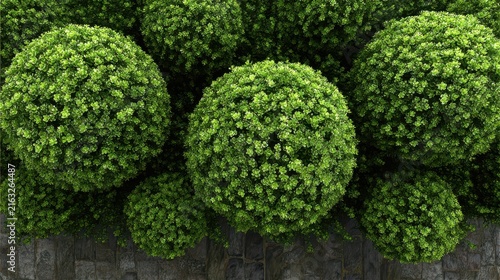 Spherical green foliage clusters, Round clusters of green leaves